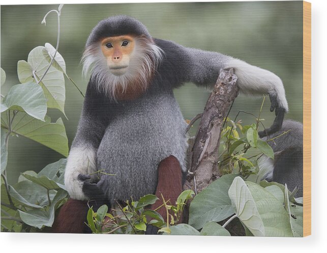 Cyril Ruoso Wood Print featuring the photograph Douc Langur Male Vietnam #1 by Cyril Ruoso