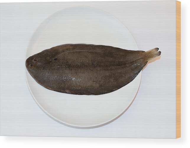 Dover Wood Print featuring the photograph Dover sole - Solea solea #1 by Frank Gaertner