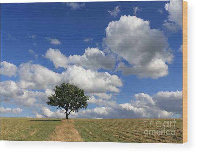 Dramatic Clouds And The Tree Epsom Downs Surrey England Uk English British Britain Landscape Countryside Wow Fluffy Cloud Single Lone Depth Cumulus White Blue Sky Skies Drifting Wood Print featuring the photograph Dramatic Clouds and The Tree #2 by Julia Gavin