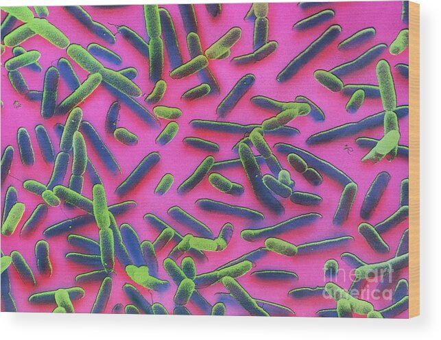E. Coli Bacteria Wood Print featuring the photograph E. Coli Bacteria #1 by David M. Phillips