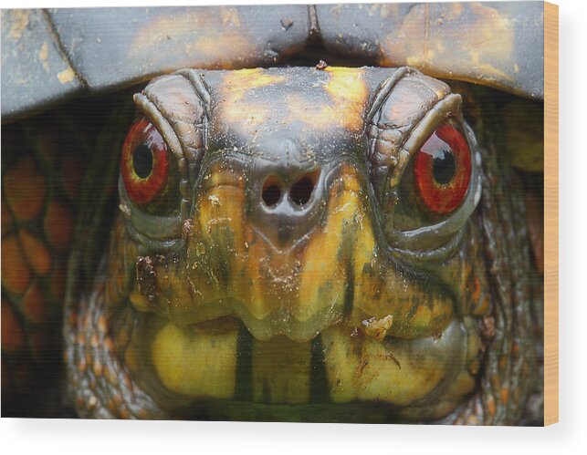 Eastern Box Turtle Wood Print featuring the photograph Eastern Box Turtle 2 by Michael Eingle