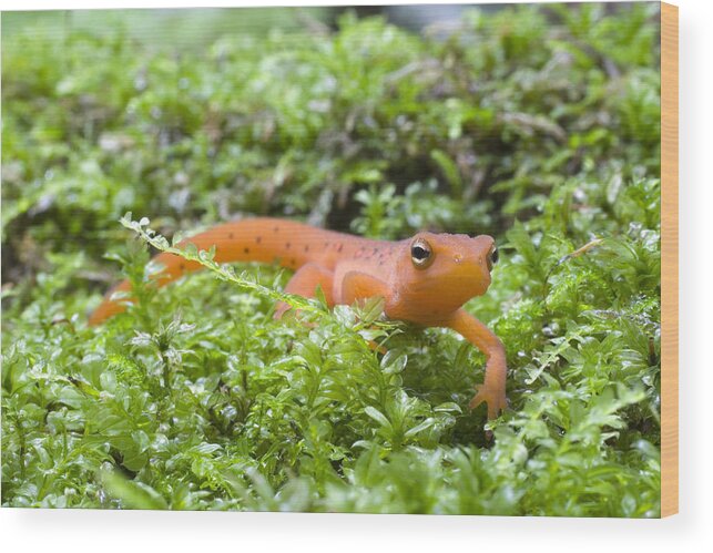 Adult Newt Wood Print featuring the photograph Eastern Newt #1 by Paul Whitten