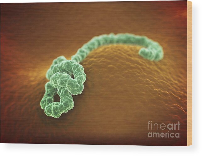 Ill Wood Print featuring the photograph Ebola Virus #1 by Science Picture Co