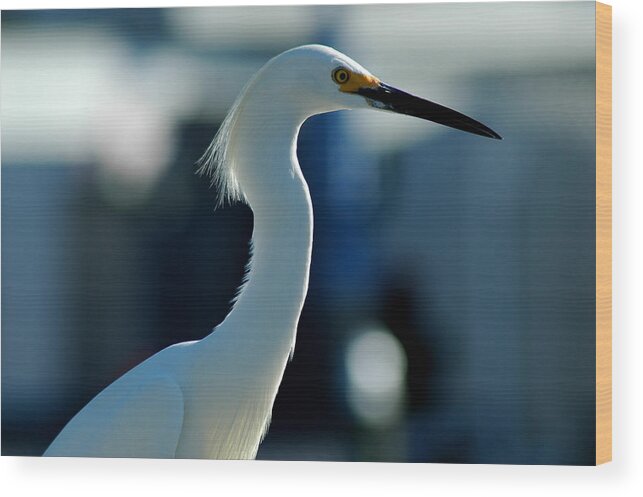 Egret Wood Print featuring the photograph Egret Of Matlacha 2 #1 by David Weeks