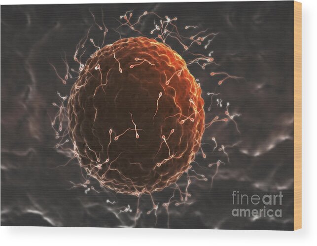 Biomedical Illustration Wood Print featuring the photograph Fertilization #1 by Science Picture Co