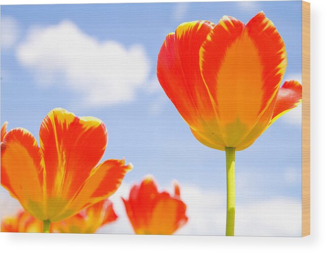 Brooklyn Wood Print featuring the photograph Floating Orange Tulips 01 by Keith Thomson