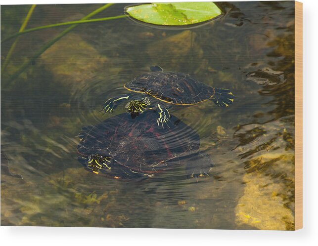 Canals Wood Print featuring the photograph Florida Redbellies #1 by Ed Gleichman