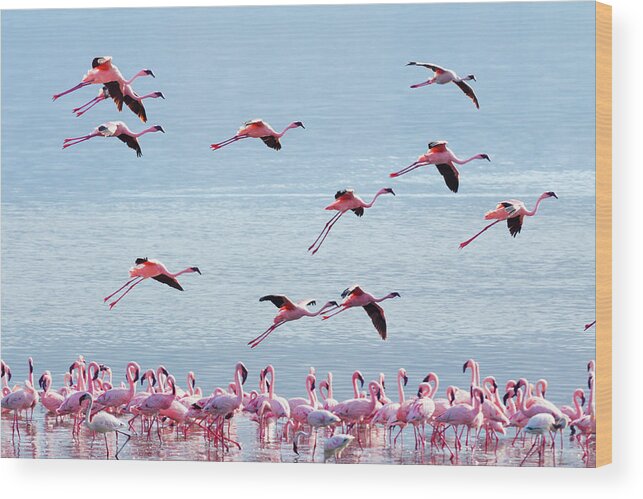 Kenya Wood Print featuring the photograph Flying Flamingo #1 by Ivanmateev