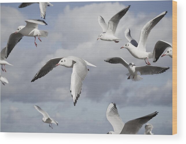 Air Wood Print featuring the photograph Flying seagulls by Maria Heyens