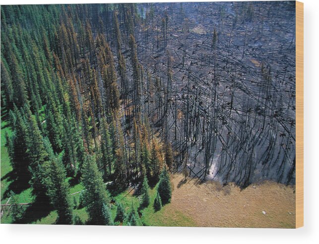 Water Wood Print featuring the photograph Forest Fire Damage #1 by Kari Greer/science Photo Library