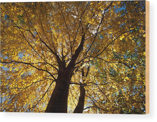 Landscapes Wood Print featuring the photograph Forest #1 by Jean Schweitzer