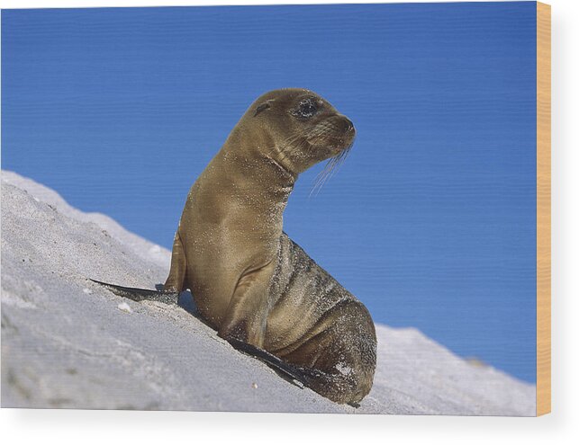 Feb0514 Wood Print featuring the photograph Galapagos Sea Lion Pup Galapagos Islands #1 by Tui De Roy