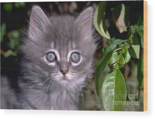 Gray Wood Print featuring the photograph Gray Kitten About 7 Weeks Old #1 by William H. Mullins