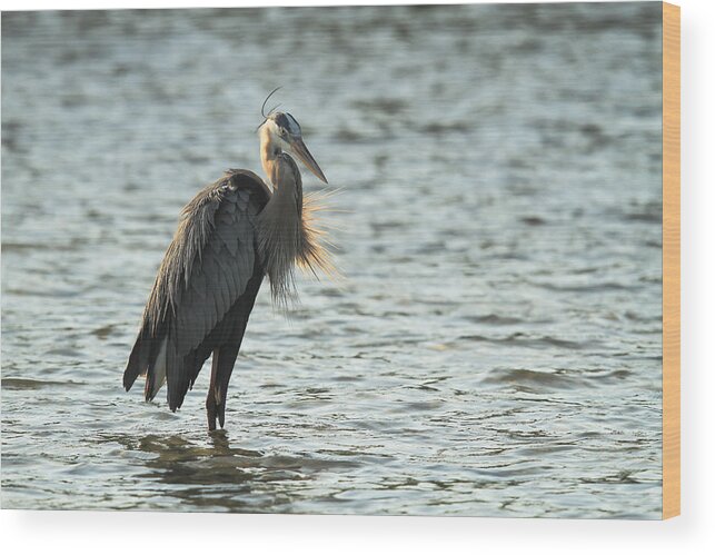 Great Blue Heron Wood Print featuring the photograph Great Blue Heron #1 by Doug McPherson