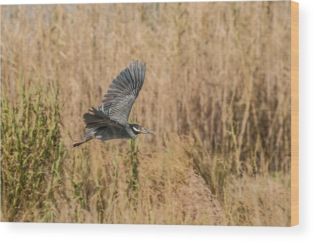 Beach Bird Wood Print featuring the photograph Great Blue Heron #2 by Victor Culpepper
