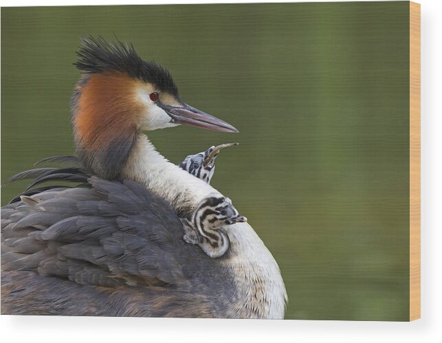 Flpa Wood Print featuring the photograph Great Crested Grebes Feeding Chick #1 by Dickie Duckett