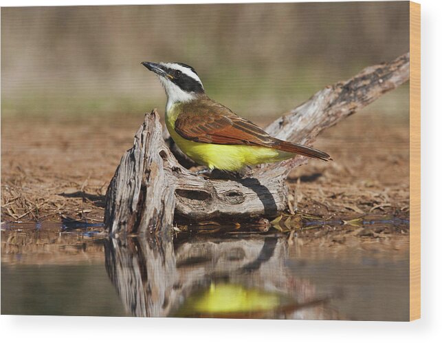 Adult Wood Print featuring the photograph Great Kiskadee (pitangus Sulphuratus #1 by Larry Ditto