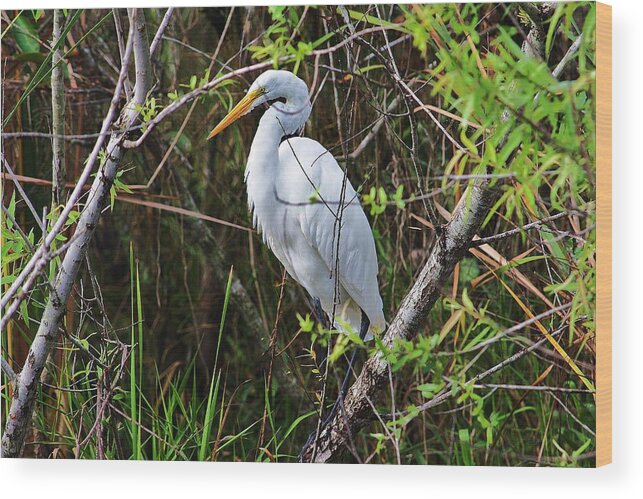 White Wood Print featuring the photograph Great White Egret #2 by Chuck Hicks