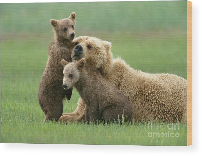 00345263 Wood Print featuring the photograph Grizzly Cubs Play With Mom by Yva Momatiuk John Eastcott