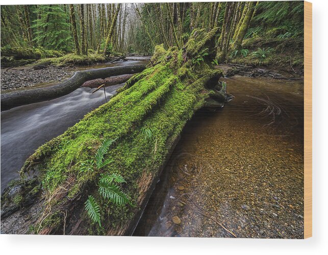 Outdoors Wood Print featuring the photograph Haans Creek Flows Through The Green #1 by Robert Postma