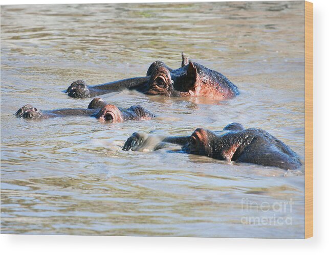 Hippo Wood Print featuring the photograph Hippopotamus group in river. Serengeti. Tanzania #1 by Michal Bednarek