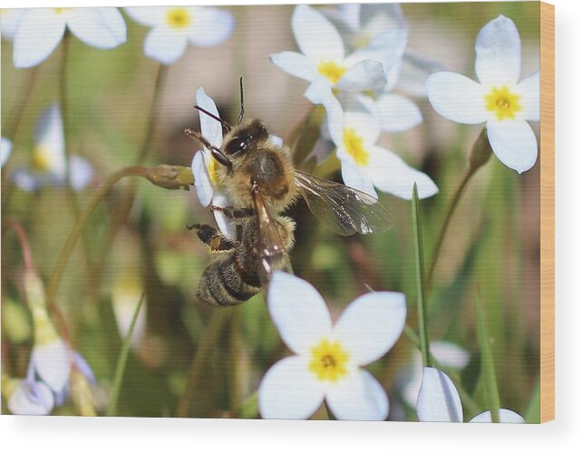 Honeybee Wood Print featuring the photograph Honeybee on Bluet #2 by Lucinda VanVleck