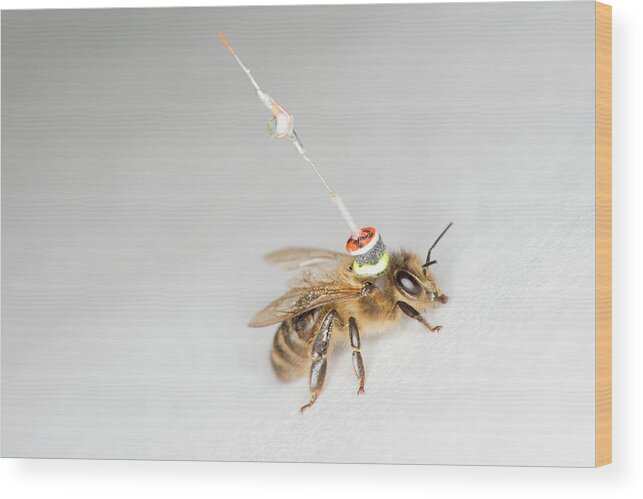 Honeybee Wood Print featuring the photograph Honeybee Radar Tagging #1 by Louise Murray