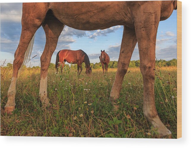 Horse Wood Print featuring the photograph Horses #1 by Everet Regal