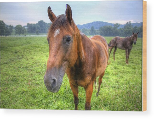 Horse Wood Print featuring the photograph Horses in a Field #1 by Jonny D