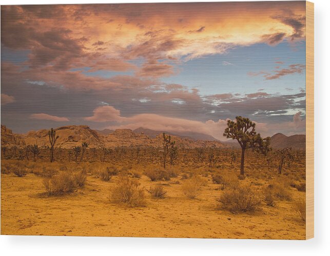 Joshua Tree Sunrise Wood Print featuring the photograph Joshua sunrise #1 by Kunal Mehra