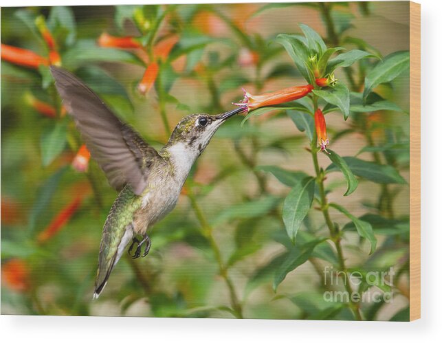 Ruby-throated Hummingbird Wood Print featuring the photograph Juvenile Male Ruby-throated Hummingbird #2 by Dawna Moore Photography