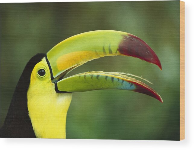 Feb0514 Wood Print featuring the photograph Keel-billed Toucan #1 by Gerry Ellis