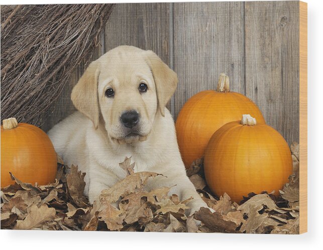 Dog Wood Print featuring the photograph Labrador Puppy With Pumpkins #1 by John Daniels