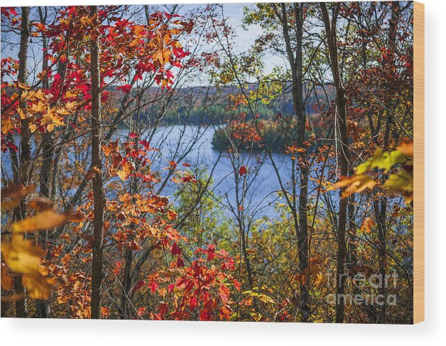 Forest Wood Print featuring the photograph Lake and fall forest by Elena Elisseeva