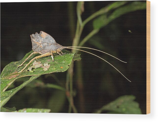 Katydid Wood Print featuring the photograph Leaf Mimic Katydid #1 by Dr Morley Read