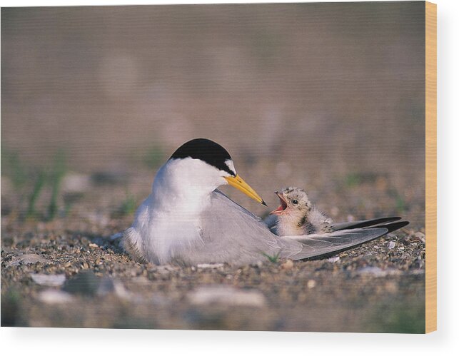 Bird Wood Print featuring the photograph Least Tern #1 by Paul J. Fusco