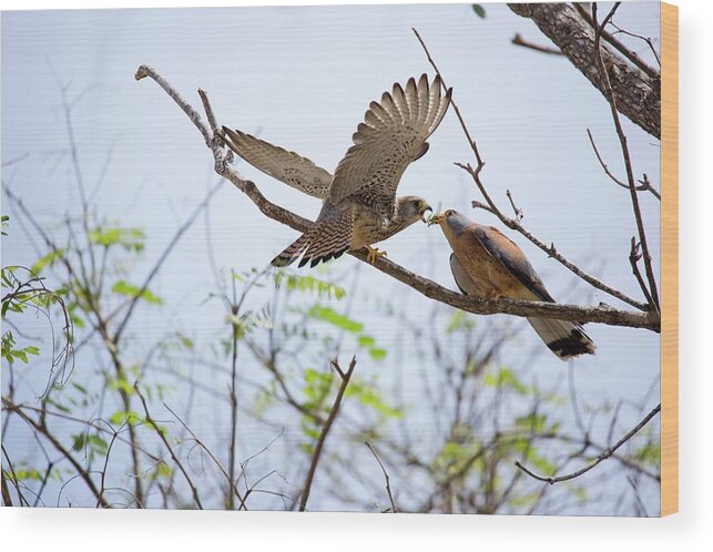 Aggression Wood Print featuring the photograph Lesser Kestrel Falco Naumanni #1 by Photostock-israel