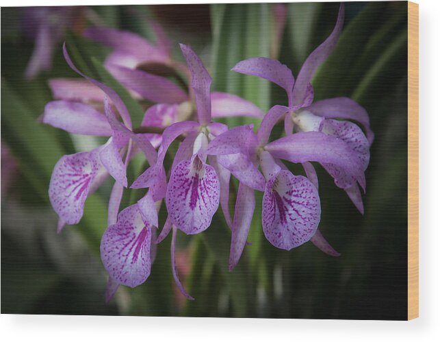 Penny Lisowski Wood Print featuring the photograph Lilac Orchid Cluster #1 by Penny Lisowski
