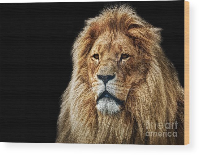 Lion Wood Print featuring the photograph Lion portrait with rich mane on black #1 by Michal Bednarek