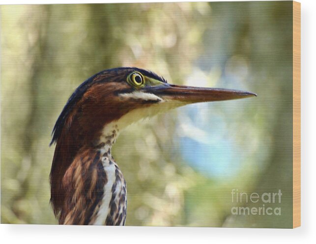 Birds Wood Print featuring the photograph Little Green Heron Portrait #1 by Kathy Baccari