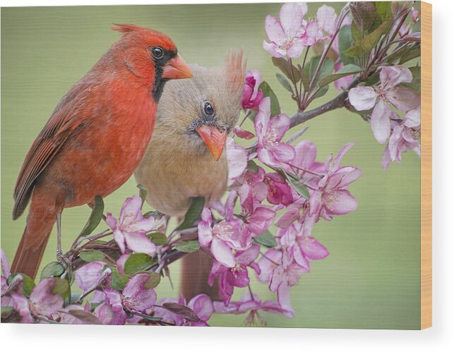 Cardinal Pair Wood Print featuring the photograph Love is in the Air #1 by Bonnie Barry