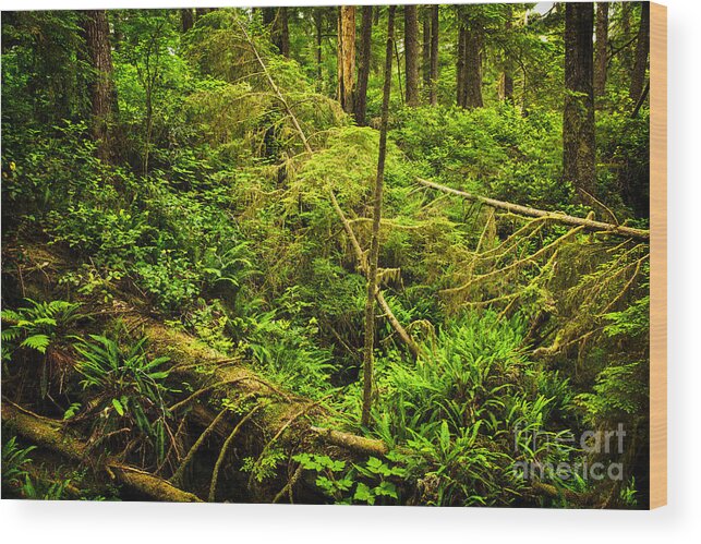 Rainforest Wood Print featuring the photograph Lush temperate rainforest 1 by Elena Elisseeva