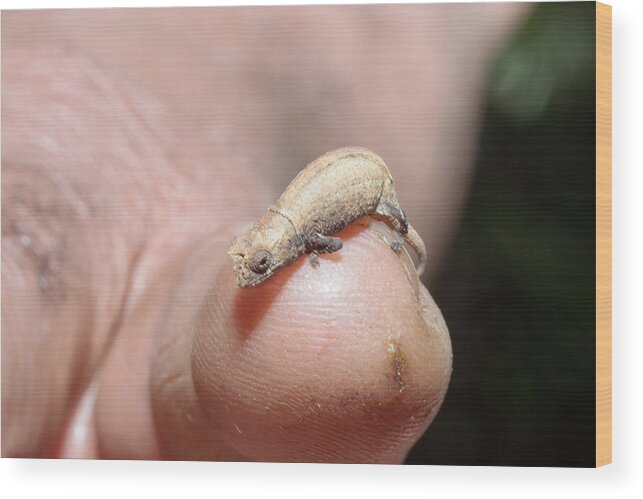 Madagascan Dwarf Chameleon Wood Print featuring the photograph Madagascan Dwarf Chameleon #1 by Dr P. Marazzi