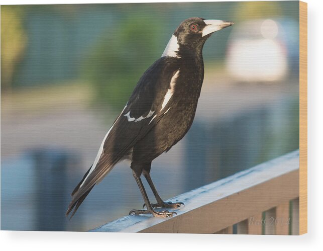 Magpie Wood Print featuring the photograph Magpie #1 by Michael Podesta 
