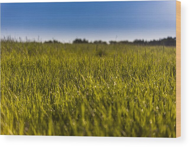 Background Wood Print featuring the photograph Morning Dew #1 by Gerald Murray Photography