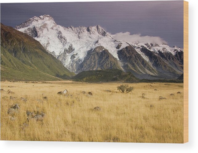 Scenics Wood Print featuring the photograph Mt Sefton #1 by John Elk