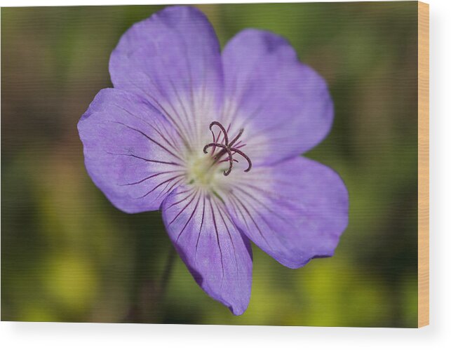 Purple Flower Wood Print featuring the photograph Nature's Pinwheel by Dan Hefle
