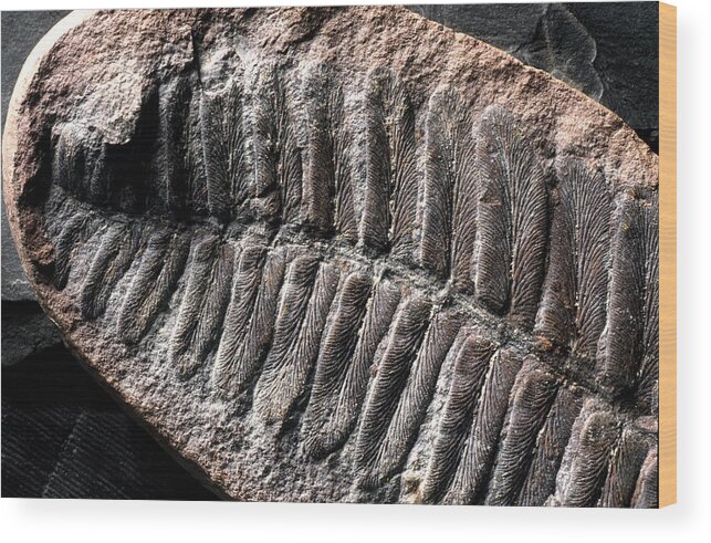 Ancient Wood Print featuring the photograph Neuropteris Fossil #1 by Theodore Clutter