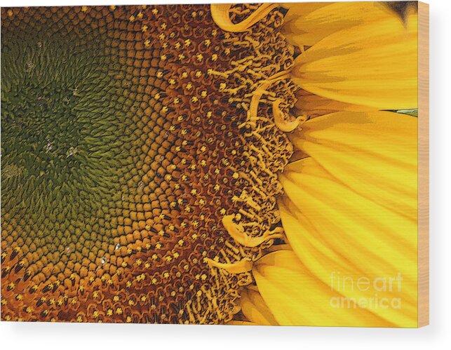 Sunflower Wood Print featuring the photograph O Sunflower by Jeanette French