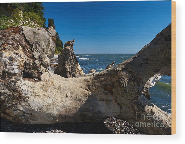 Fallen Wood Print featuring the photograph Old tree on the coast of the Baltic Sea #1 by Nick Biemans